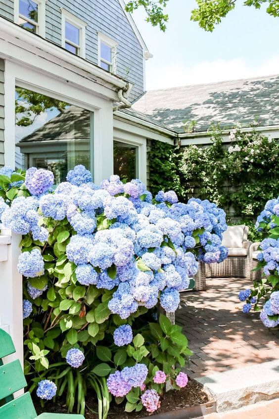 Beautiful hydrangea bushes in front of a lovely home.