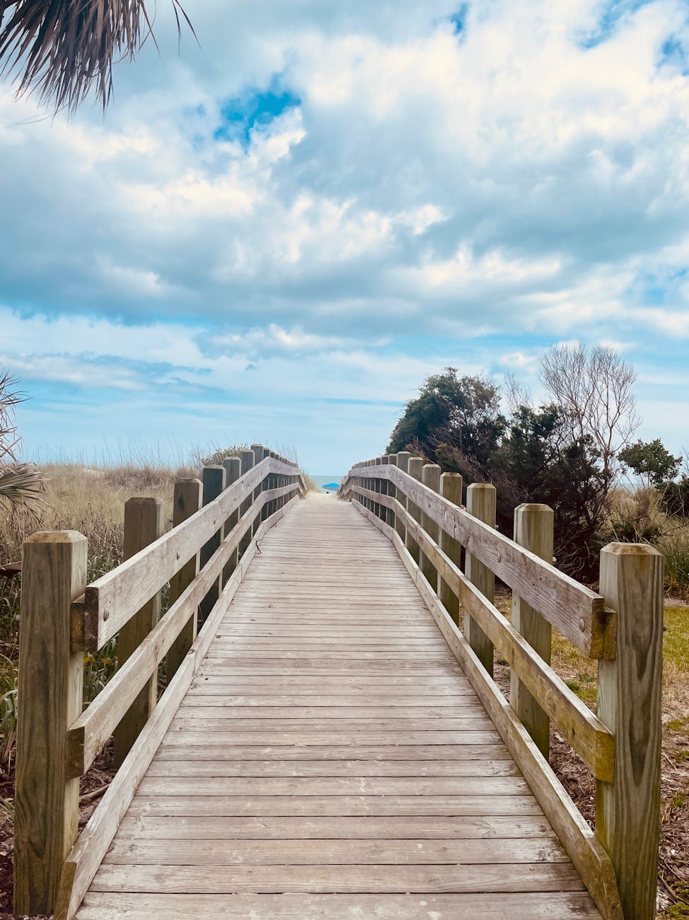 wooden boardwalk in countryside